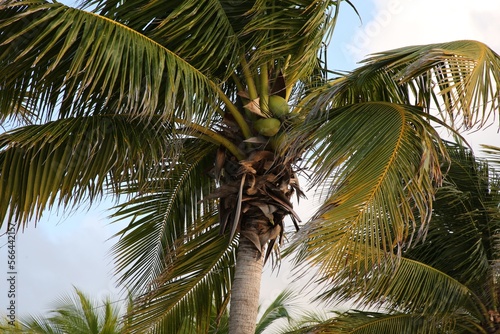 Beautiful palm tree with green leaves under clear sky  low angle view