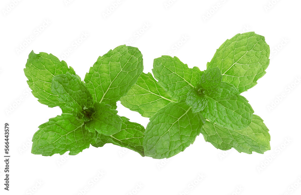 mint leaves on transparent png mint leaves on transparent png