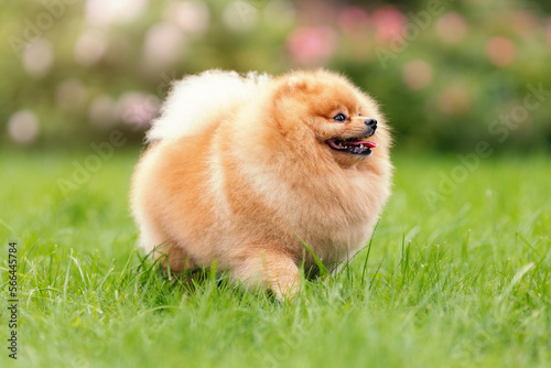 Portrait of cute pomeranian spitz breed dog smiling and walking on green grass at summer nature © Neira