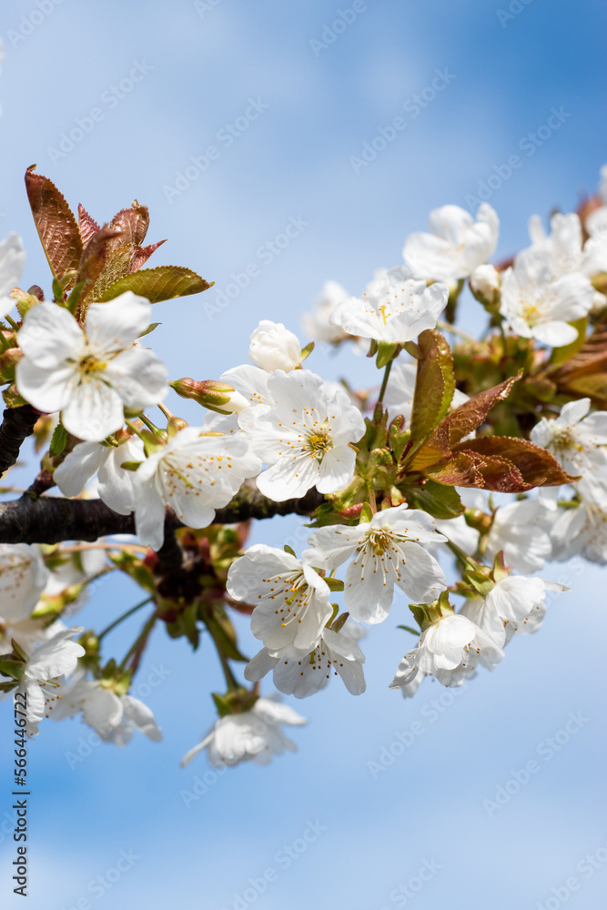 Fototapeta premium white cherry blossom