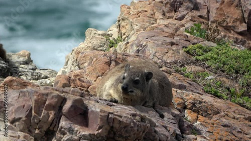 Rock Hyrax female resting on rock close to ocean 
South Africa Indian ocean,2022
