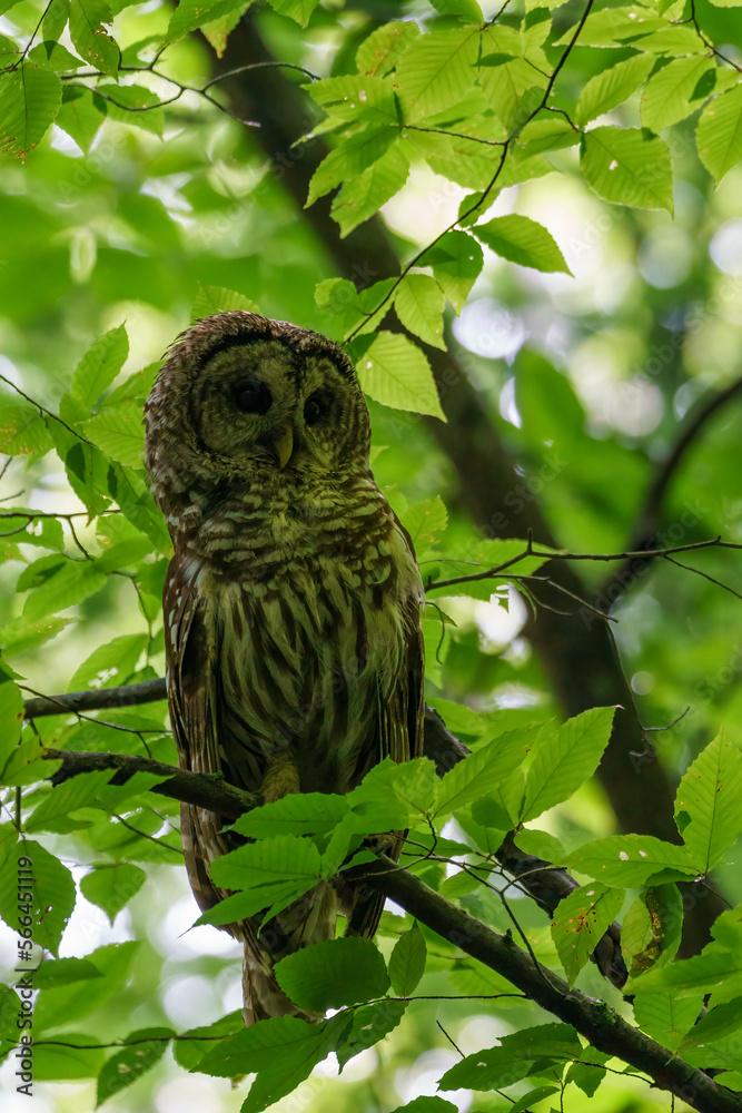Barred owl tucked away in a green-leafed canopy, looking straight ahead Barred owl tucked away in a green-leafed canopy, looking straight ahead