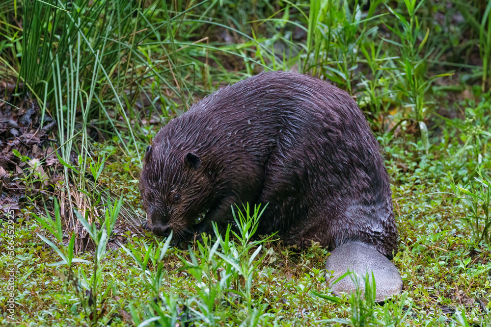 Damp beaver with visible tail scavenging for food