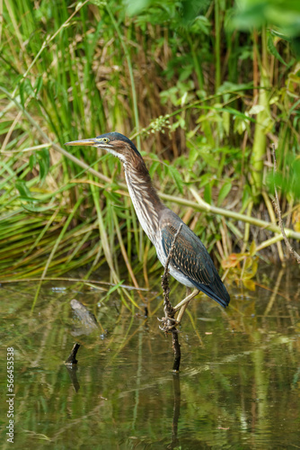 Juvenile green-heron perched on a small branch emerging from a pond
