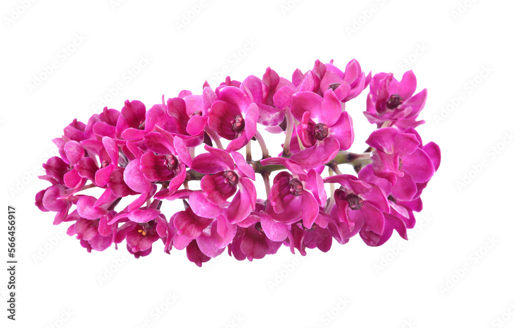 purple orchid blossom on transparent png