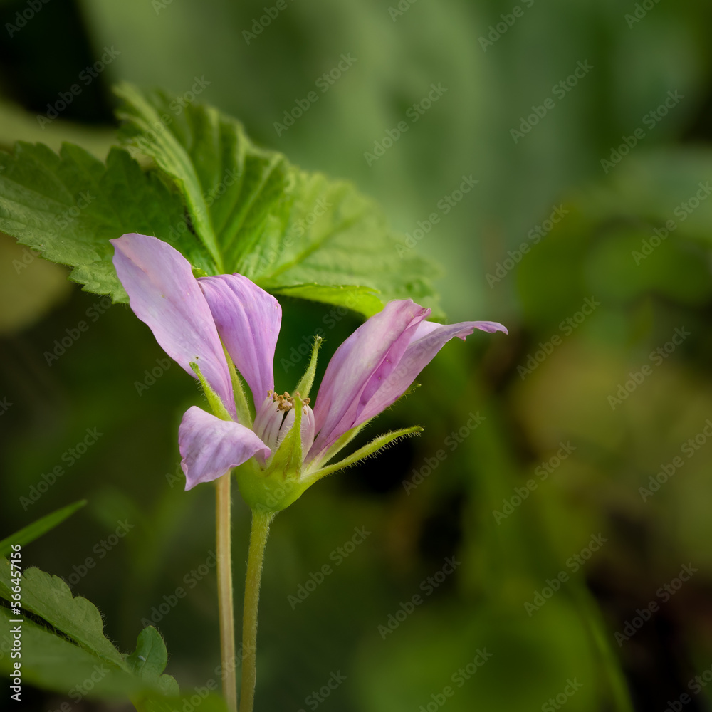 A delicate pink Arctic Raspberry wildflower on a background of green leaves in a forest setting. Rubua arcticus
A delicate pink Arctic Raspberry wildflower on a background of green leaves in a forest setting. Rubua arcticus