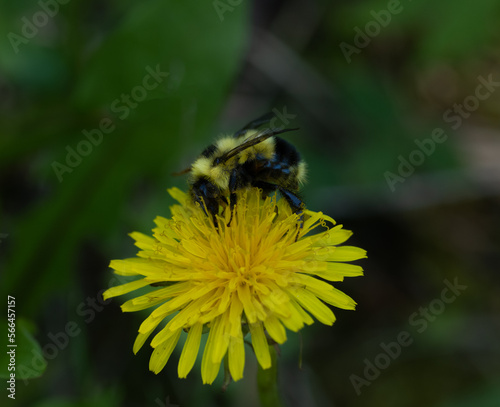 A wild bumble bee sitting on a bright yellow spring wildflower. The bee has a delicate dusting of yellow pollen on it’s legs. Bombus

