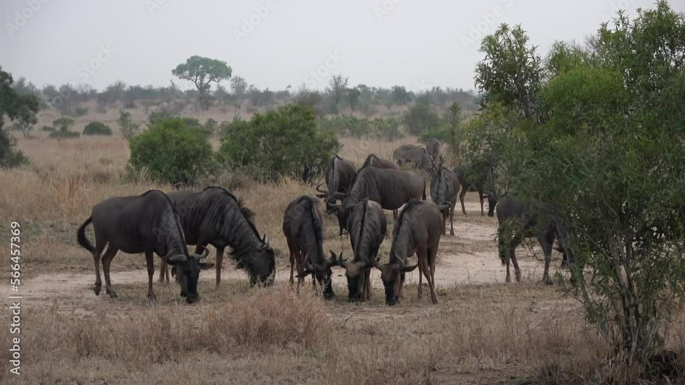 African savanna Buffalo herd, Africa
Kruger National Park, South Africa, 2022
African savanna Buffalo herd, Africa
Kruger National Park, South Africa, 2022