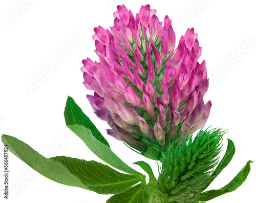 Pink   clover wild flower on a stem with green leaves. Flower   on  isolated   background with clipping path. Close-up.  Transparent background.   Nature.