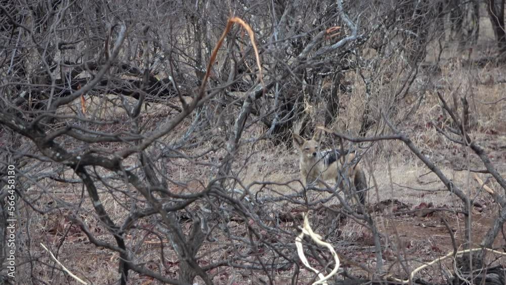 Black Backed Jackal behind tree branches, Africa
Kruger National Park, South Africa, 2022
Black Backed Jackal behind tree branches, Africa
Kruger National Park, South Africa, 2022