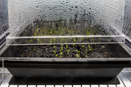 Seedlings growing in soil blocks in a seed starting tray with condensation droplets forming on the humidity dome covering the tray
