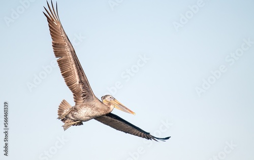 A large brown pelican in full wing spread flight up close 