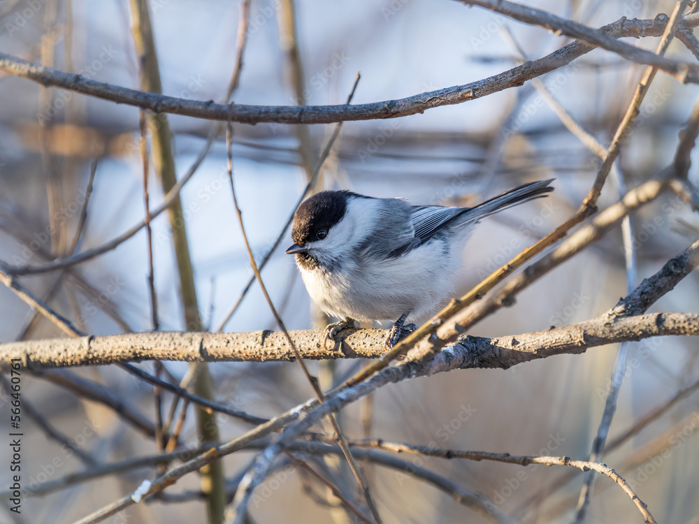 Cute bird the willow tit, song bird sitting on a branch without leaves in the winter. Cute bird the willow tit, song bird sitting on a branch without leaves in the winter.