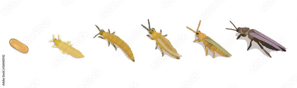 Ilustración en vectores editables de desarrollo y crecimiento, ciclo de vida de insecto Thrips Tabaci Lindeman, plagas de cebolla y ajo.  