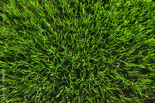 Top view of grass filed background.
