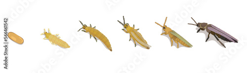 Ilustración en vectores editables de desarrollo y crecimiento, ciclo de vida de insecto Thrips Tabaci Lindeman, plagas de cebolla y ajo.  