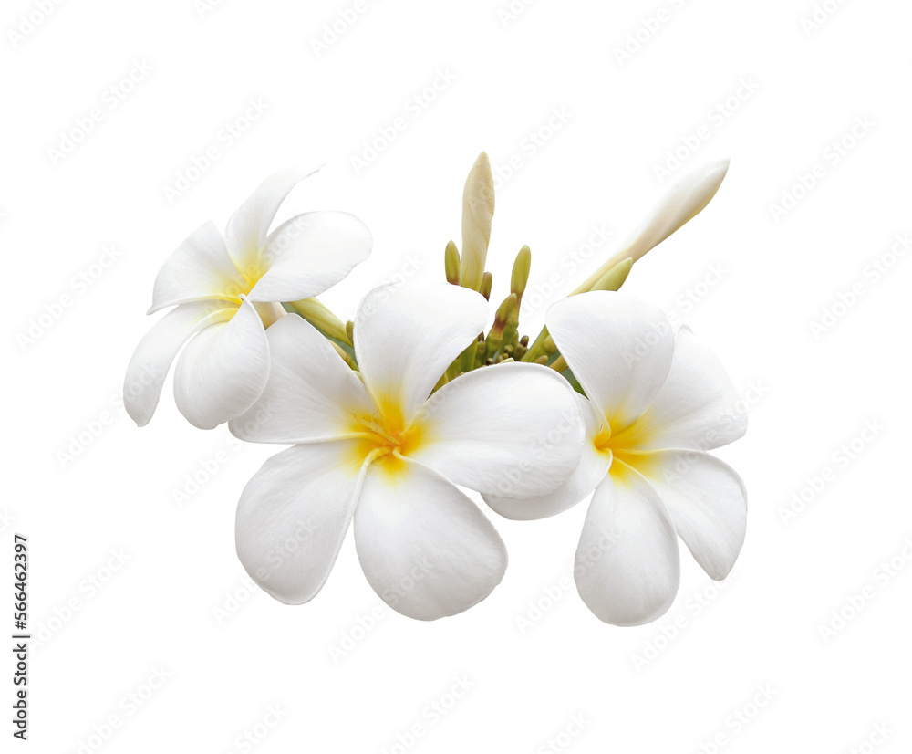 Frangipani flower isolated on transparent png