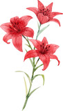 Lily flower (transparent background)