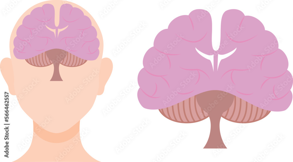 正面から見た脳のイラストセット／Illustration set of the brain seen from the front