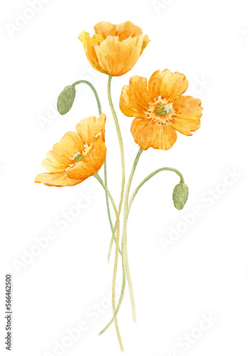 Fototapeta Naklejka Na Ścianę i Meble -  Yellow poppy flower (transparent background)