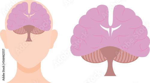 正面から見た脳のイラストセット／Illustration set of the brain seen from the front