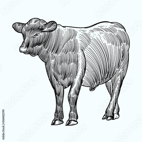 Vintage hand drawn sketch aberdeen angus cattle