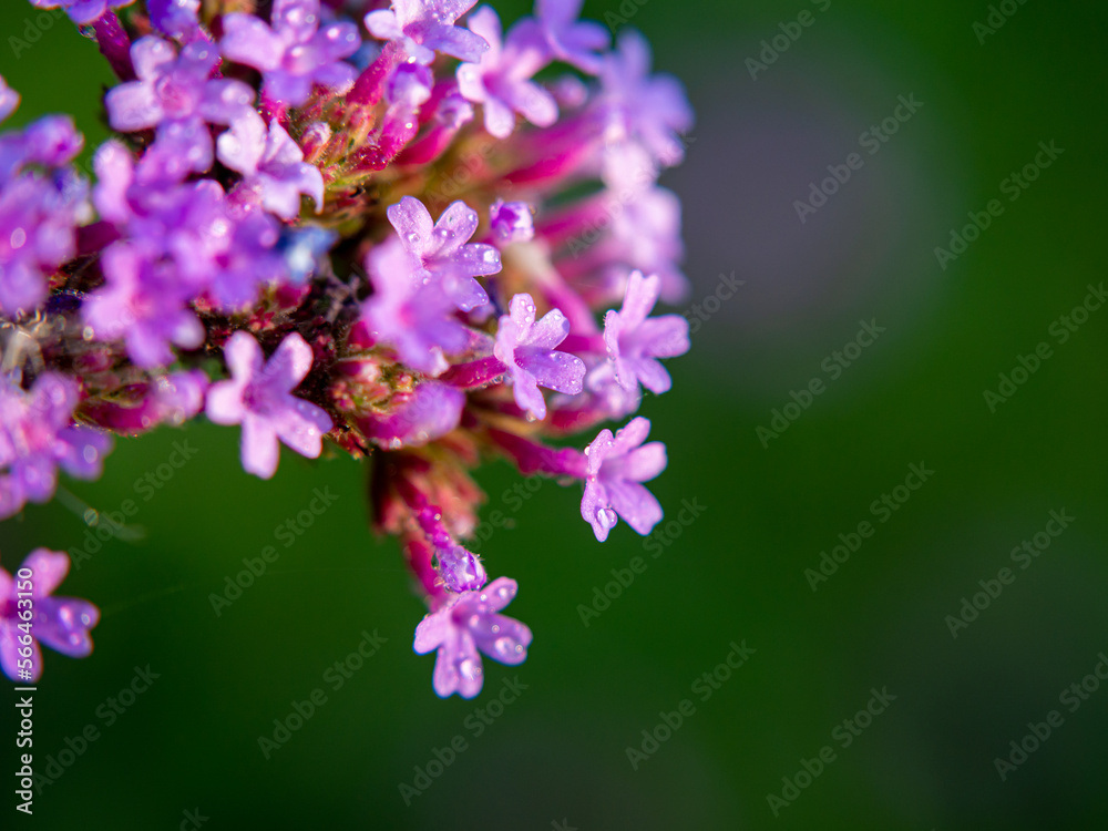 The Purpletop Vervain is in full bloom. Natural blur background.
