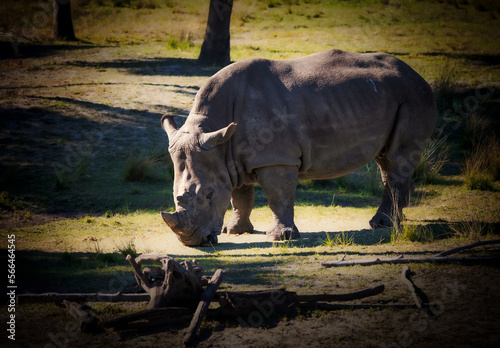 Powerful Eastern Black Rhinoceros