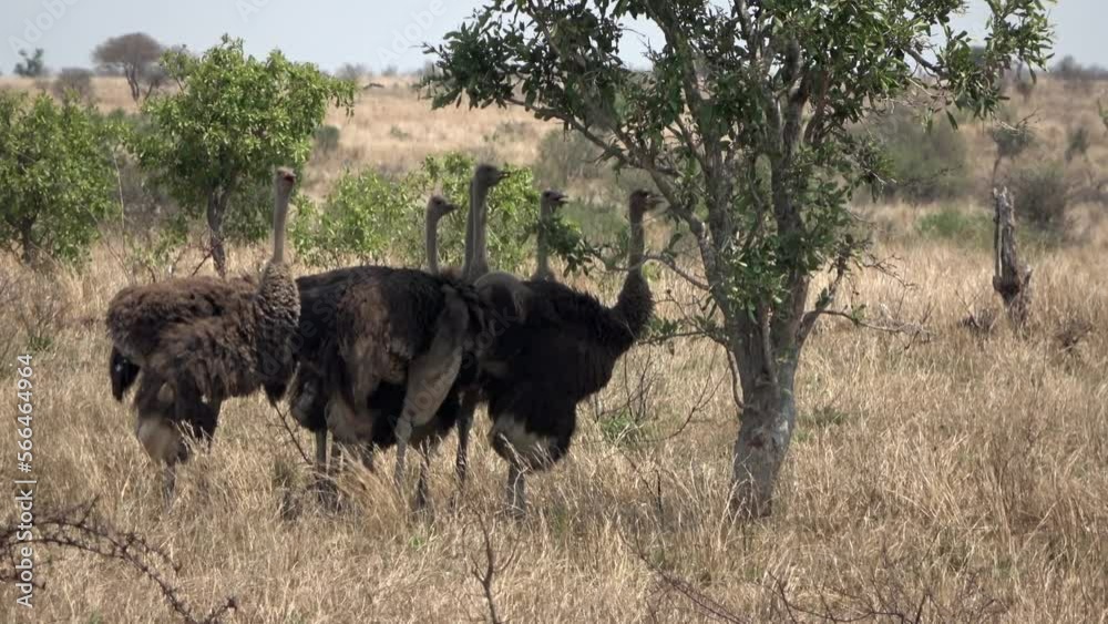 Common Ostrich in shade under tree, Africa
Kruger National Park, South Africa, 2022
Common Ostrich in shade under tree, Africa
Kruger National Park, South Africa, 2022