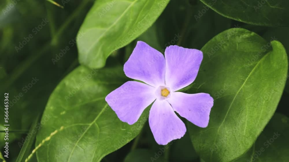 Video plano detalle de flores y hojas lilas con desenfoque