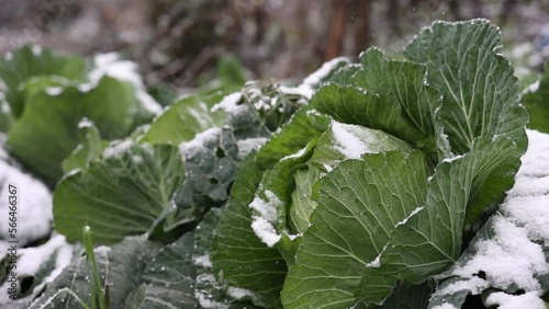cabbage in the snow photo