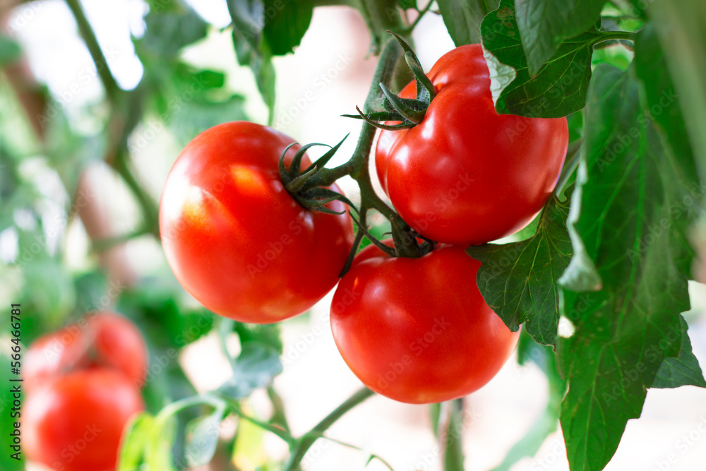 fresh red tomatoes in garden