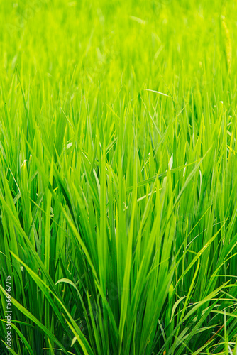 Rice fields in Bali, Indonesia