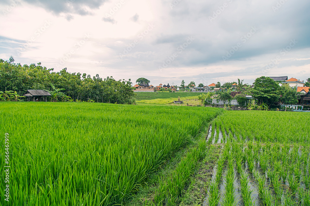 Rice fields in Bali, Indonesia