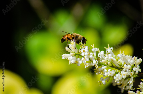 Bee Feeding © Leonel