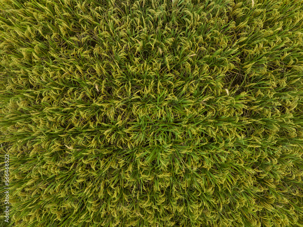 Aerial view of the rice field from drone Aerial view of the rice field from drone