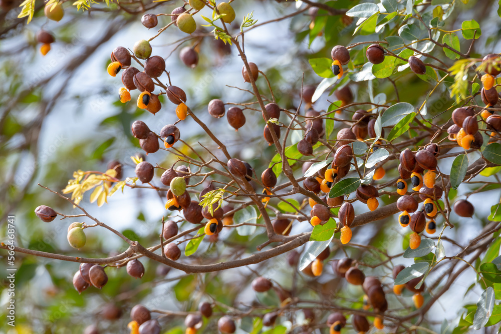 Branch of copaíba (Copaifera langsdorffii) with green leaves and mature fruits showing its orange aryl. Used in traditional medicine for many diseases Branch of copaíba (Copaifera langsdorffii) with green leaves and mature fruits showing its orange aryl. Used in traditional medicine for many diseases