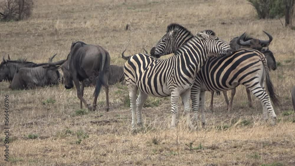 Two zebras scratching each other
Kruger National Park, South Africa, 2023
Two zebras scratching each other
Kruger National Park, South Africa, 2023