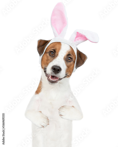 Funny Jack russell terrier puppy wearing easter rabbits ears stands on hind legs and looks at camera. Isolated on white background © Ermolaev Alexandr