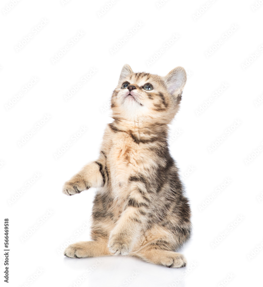 Playful tabby kitten standing on hind legs and looks up on empty space. isolated on white background Playful tabby kitten standing on hind legs and looks up on empty space. isolated on white background