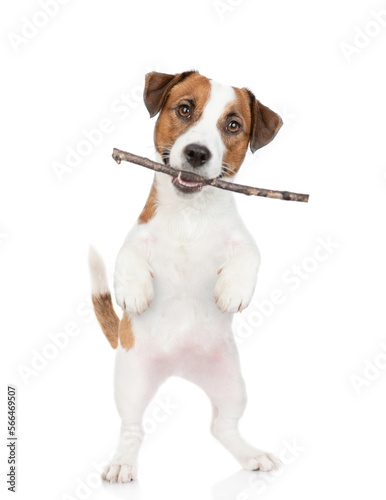 Playful Jack russell terrier holds stick in it mouth. isolated on white background © Ermolaev Alexandr