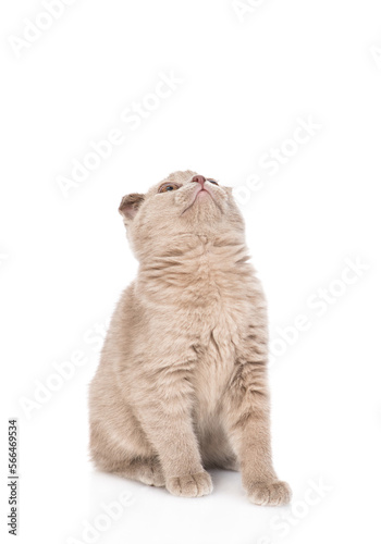 Playful gray kitten sitting and looking up on empty space. isolated on white background