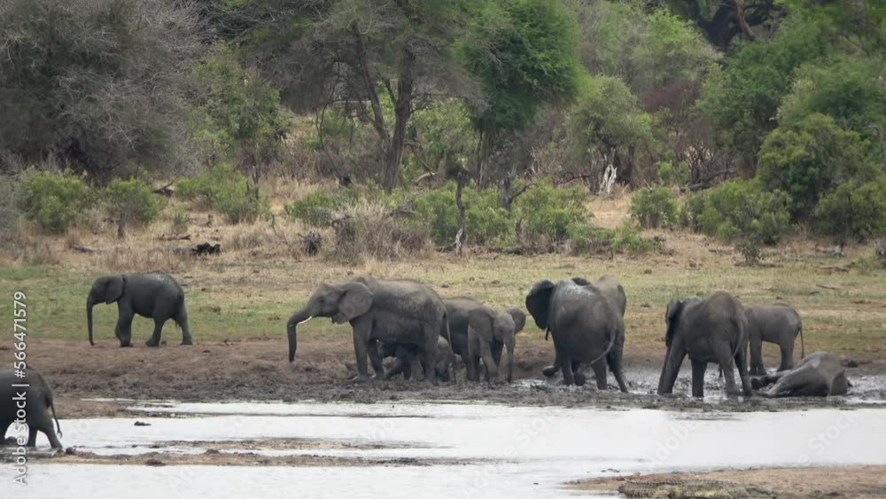 African elephant herd in mud bath, Africa
Kruger National Park, South Africa, 2023
African elephant herd in mud bath, Africa
Kruger National Park, South Africa, 2023
