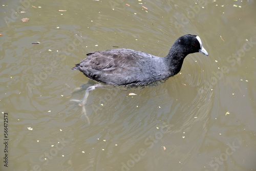 the eurasian coot is swimming in the lake