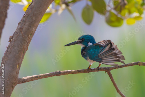 a small blue kingfisher bird is stretching its wings