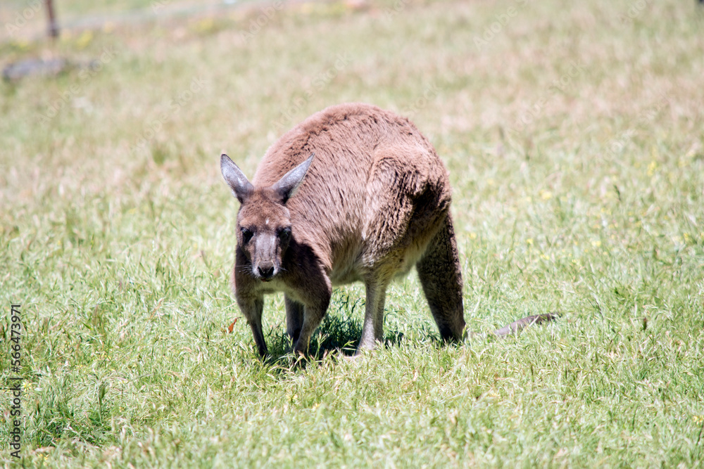 the Kangaroo-Island kangaroo is grazing in a grassy field the Kangaroo-Island kangaroo is grazing in a grassy field