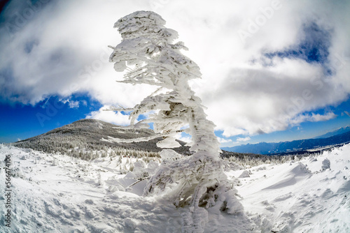 北八ヶ岳ロープウェイで行く雪道で大きく育った霧氷の木 © Michiyuki Nishimura