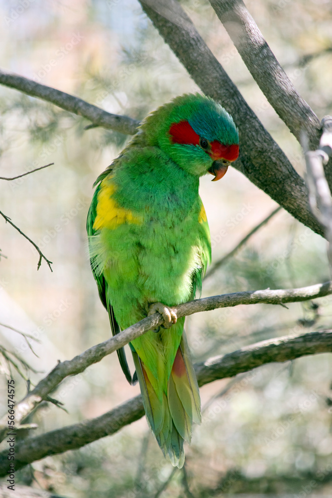 the musk lorikeet is perched on a bush