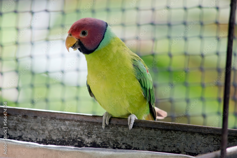 Naklejka premium the plum headed parakeet is eating