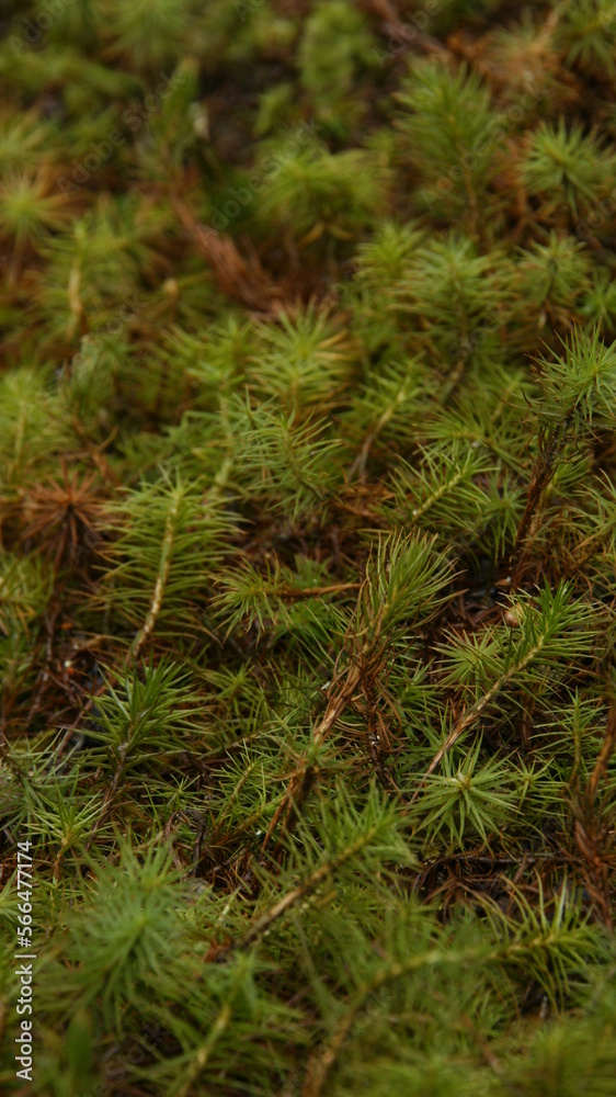 Clump of moss Clump of moss